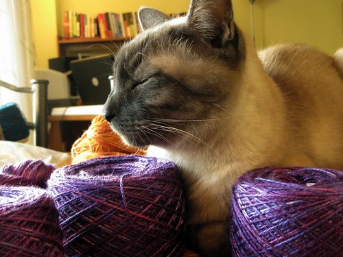 Purple Yarn + Happy Cat
