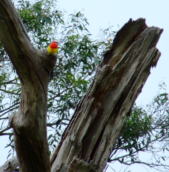 eastern rosella parrot in tree