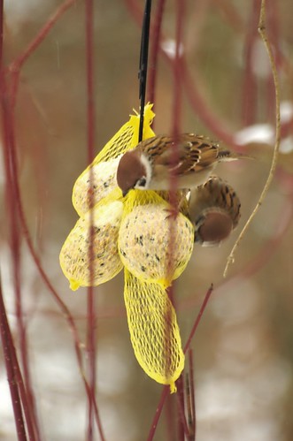 Passer montanus | Ringmus - Tree sparrow