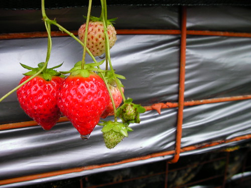 CA8拍草莓