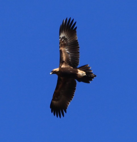 2010-01-30_0956-10b Wedge Tailed Eagle at Goondah