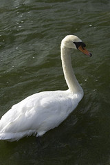 Swan in Columbia River