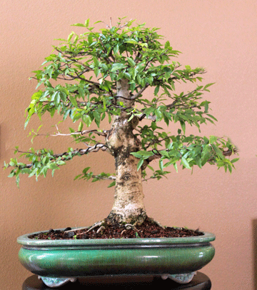 bonsai wallpaper. I have had this onsai pot for
