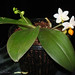 Phalaenopsis Mini Mark 'Holm'