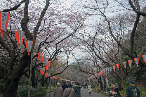 Sakura street at Ueno