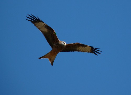 12086 - Red Kite at Gigrin Farm