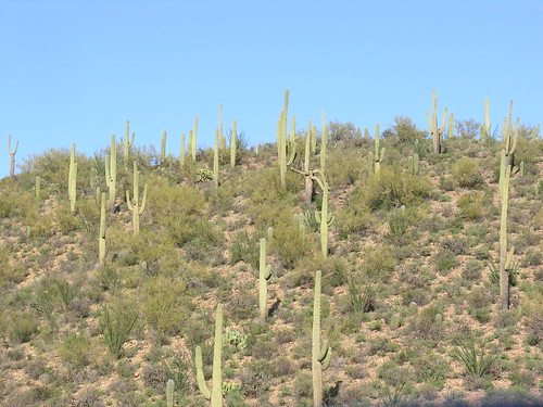Saguaro on West Tucson hillside