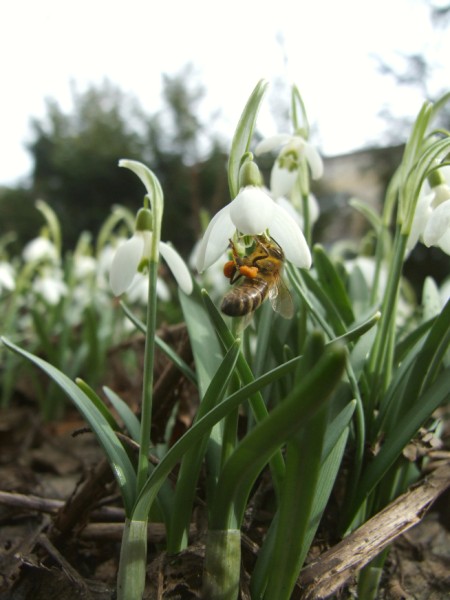 The first bees this spring