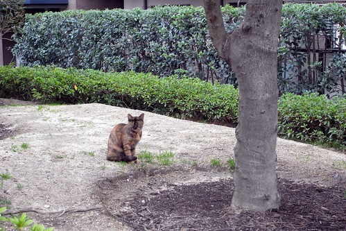 Today's Cat@2010-03-25