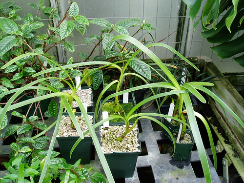 Worsleya seedlings 1