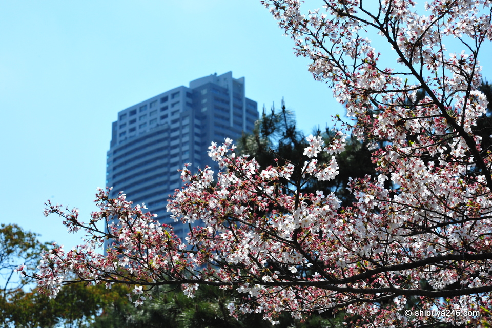 The combination of sakura and buildings seems to be a nice contrast.