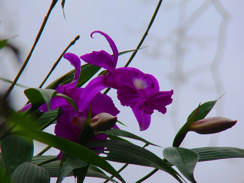 Orquídea de Monte Perla (2)