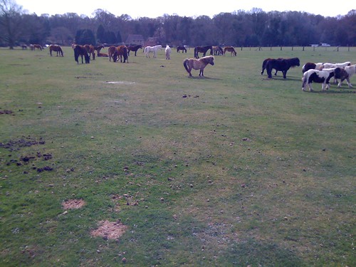 Lots of ponies