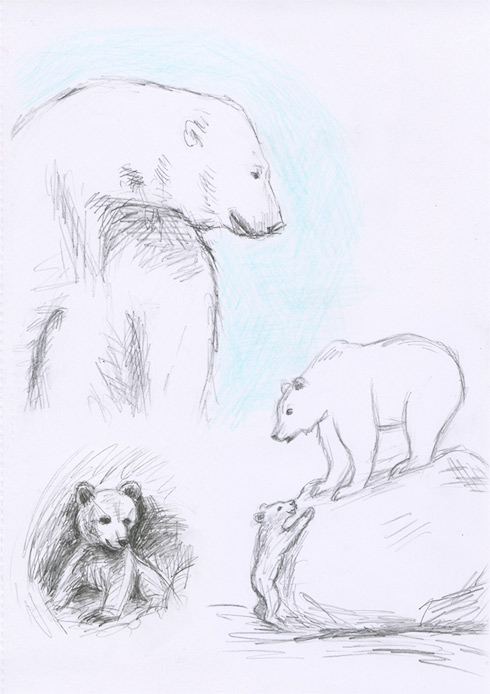 Study on bears