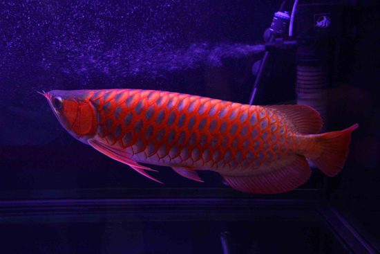 03_Red-Dragon-Fish