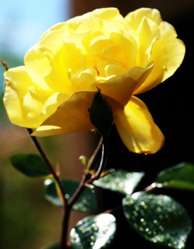 Yellow Rose in the Rain