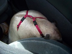 Napping on the ride home