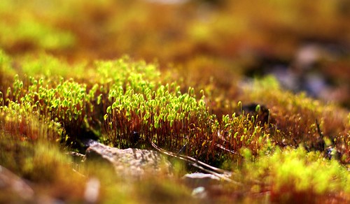 Mossy Infinity by ressaure.