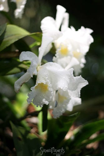 Orchids in Miami