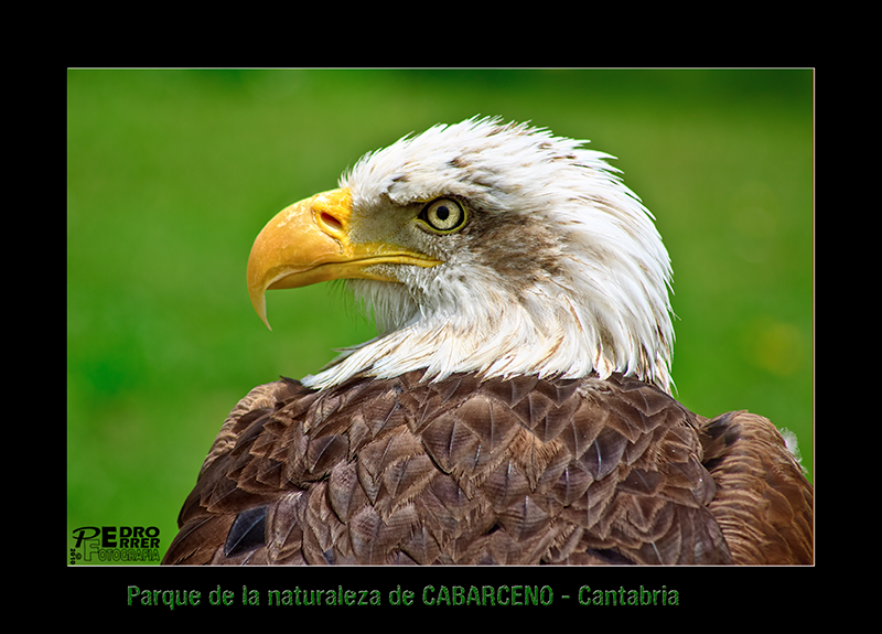 Cabárceno - águila calva