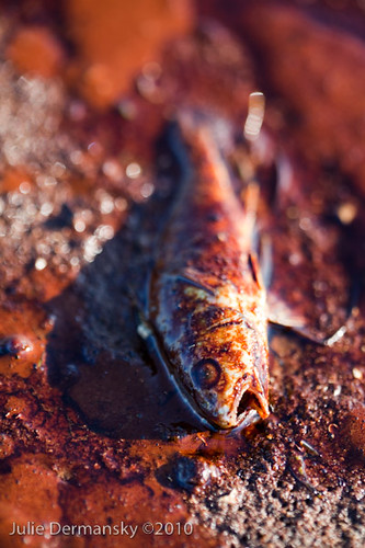Dead fish on Grand Isle by jsdart.