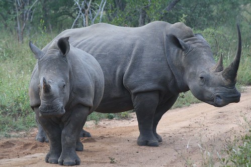 Rhinos ©  Jean & Nathalie
