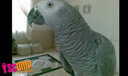  $5000 reward for finding my lost African Grey