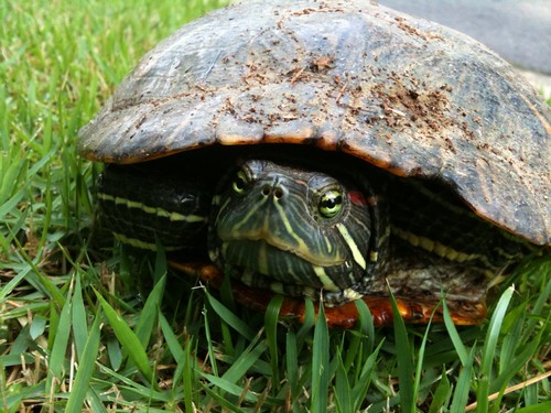 A Turtle. He needs to find a pond.