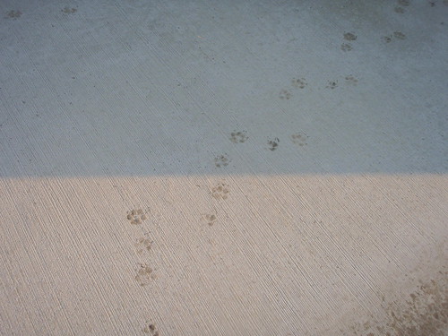 Image result for cat tracks in cement