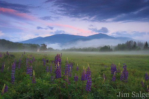 Jim Salge Photography - Presidential Lupines