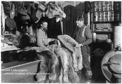 Examining pelts at traders.