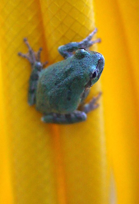 06-13-frog1
