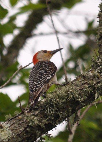red-bellied woodpecker two