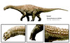 090706-01-new-dinosaurs-matilda_Diamantinasaurus matildae