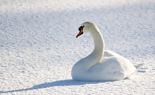 Swan On Ice