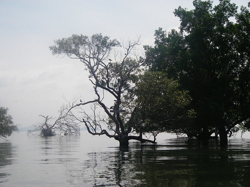 Mangroves Off Bird Island