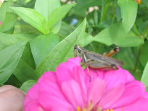 grasshoppermunchingzinnia