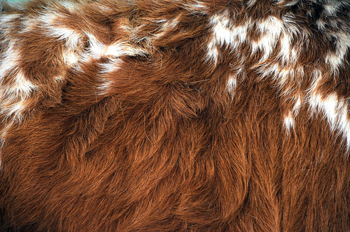 designs patterns in hair. Fur Hair Designs Patterns