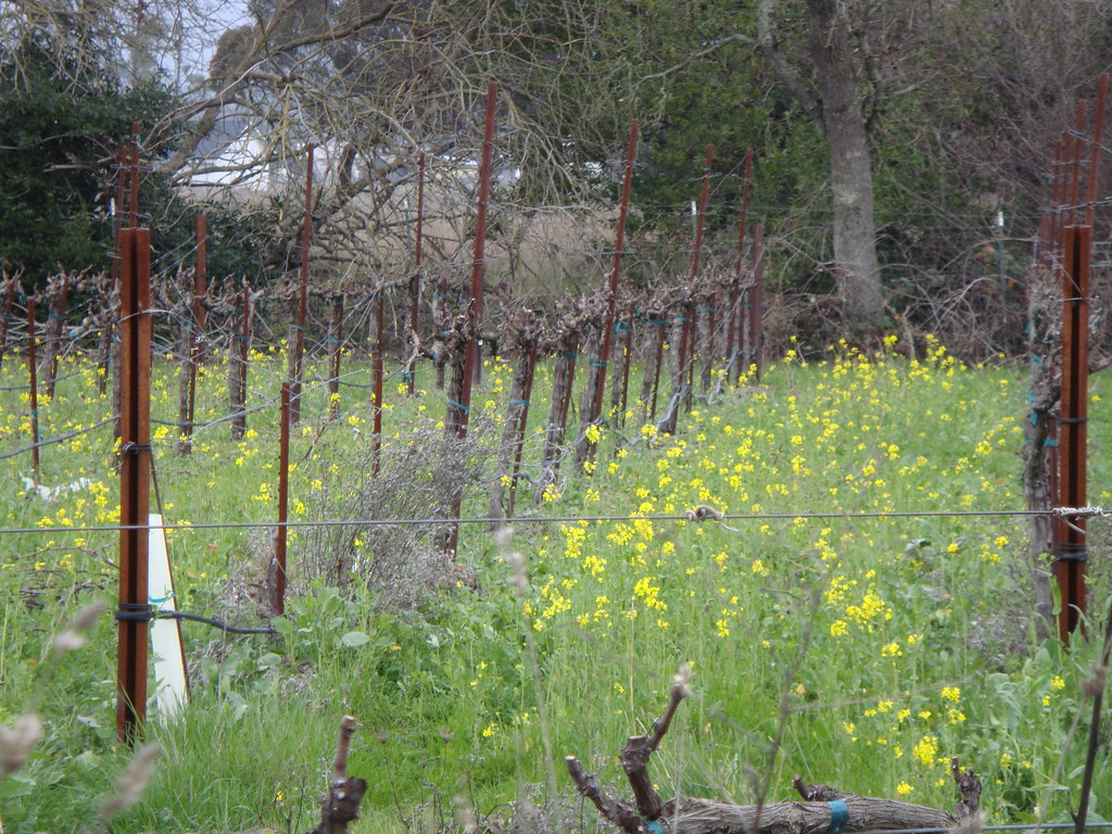 Mustard blooming in the vineyard