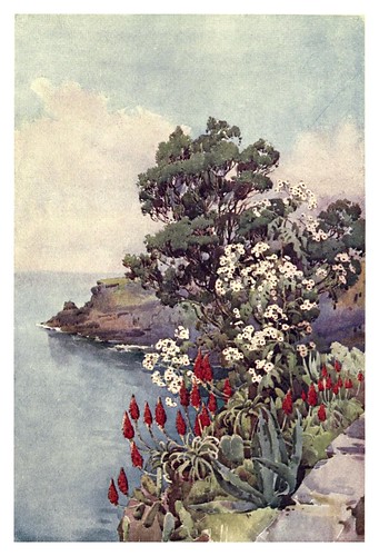007-Aloes y margaritas en Madeira-The flowers and gardens of Madeira - Du Cane Florence 1909