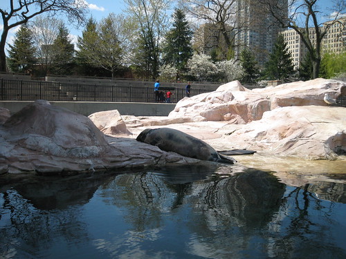 Sea lions at Lincoln Park Zoo 