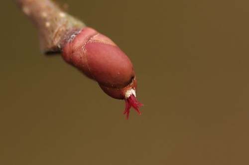 Corylus avellana | Hazelaar, vrouwelijk bloempje - Hazel, female flower