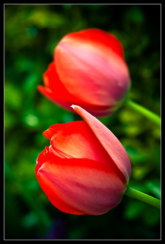 Tulipanes-5