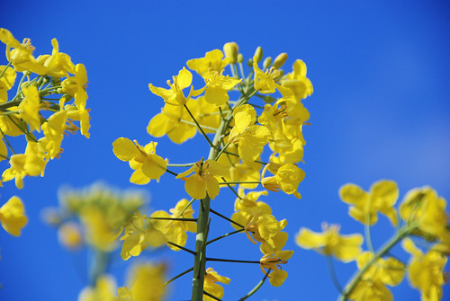Rape Seed Against Blue Sky by Pixies and Pixels, on Flickr