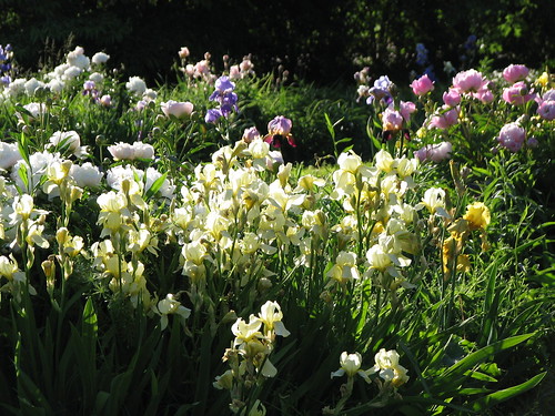 bountiful irises