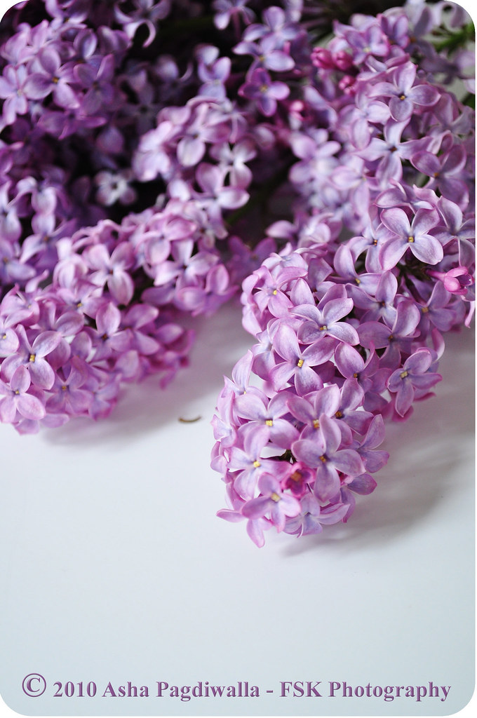 Lilacs on the table