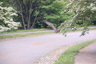 Arnold Arboretum, 18 May 2010: Red-tailed hawk racing toward my son & I (yes really, see notes) at Bussey Hill