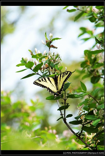 Eastern Tiger Swallowtail (Papilio glaucus) 6