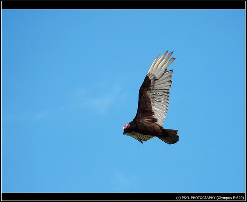 Turkey Vulture (Cathartes aura) in flight