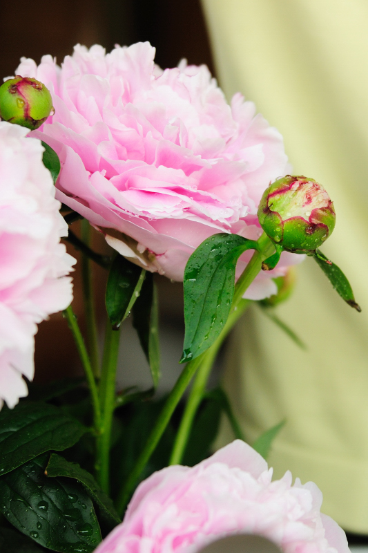 10.05.25 - First Peonies of the Season
